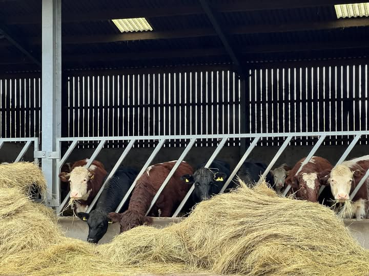 Farm Cows